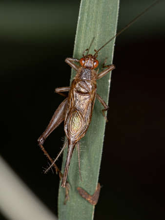 Adult Male True Cricket of the Family Trigonidiidae