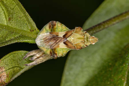Adult Ambush Bug of the Tribe Phymatini