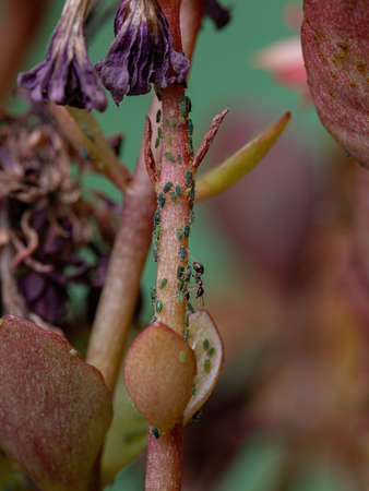 Small Aphids Insects of the Family Aphididae on the plant Flaming Katy of the species Kalanchoe blossfeldianaの写真素材