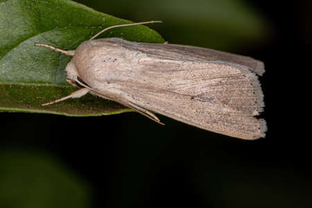 Adult Wainscot Moth of the Tribe Leucaniiniの写真素材