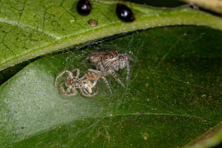 Small Jumping Spider of the Subtribe Dendryphantina after ecdysis with exuvia previous exoskeleton...