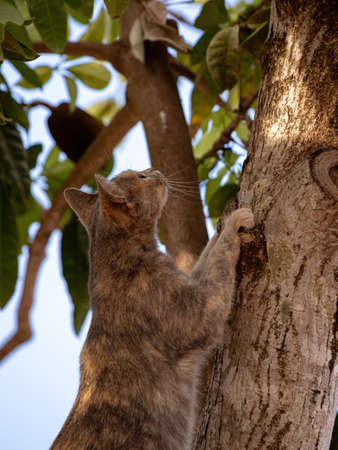 Feral domestic cat on top of a tree with selective focus