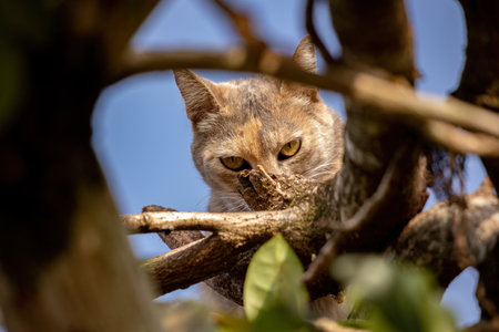 Feral domestic cat on top of a tree with selective focus