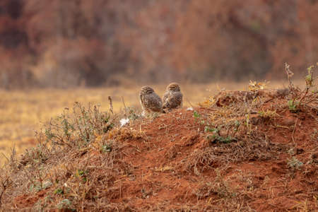 Adult Burrowing Owl of the species Athene cuniculariaの写真素材