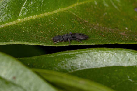 Small Adult Black Turtle Ant of the Genus Cephalotes