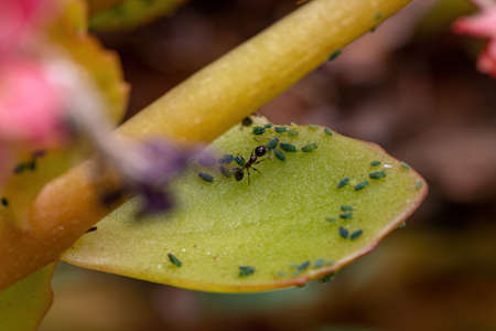 Small Aphids Insects of the Family Aphididae on the plant Flaming Katy of the species Kalanchoe blossfeldianaの写真素材