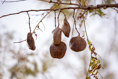 Blue Jacaranda Fruits of the species Jacaranda mimosifoliaの写真素材