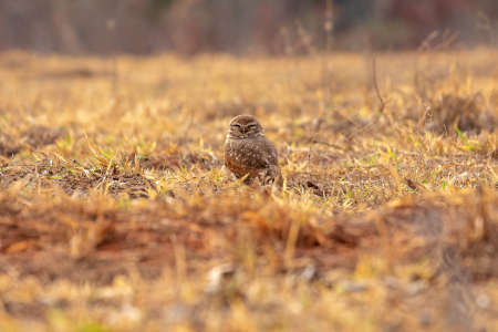 Adult Burrowing Owl of the species Athene cuniculariaの写真素材