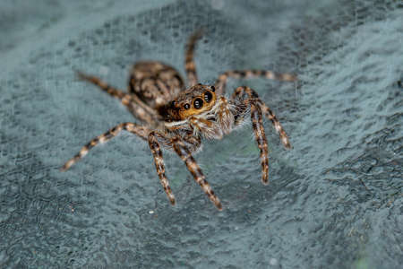 Small Male Gray Wall Jumping Spider of the species Menemerus bivittatus