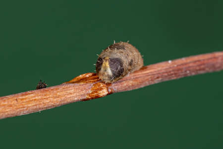 Small Hover Fly Pupa of the Genus Dioprosopaの写真素材
