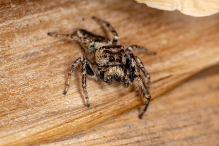Adult Male Jumping Spider of the Subtribe Dendryphantina preying on a insectの写真素材
