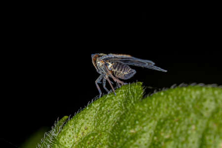 Adult Small Planthopper of the Genus Bothrioceraの写真素材