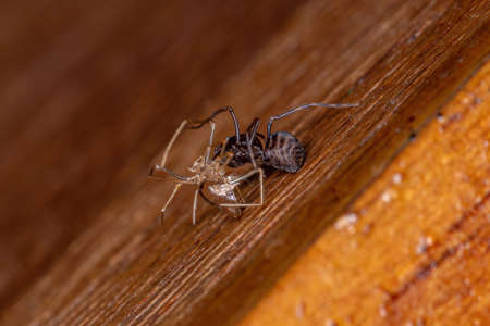 Small Brown Spitting Spider of the genus Scytodes in exchange for exoskeletonの写真素材