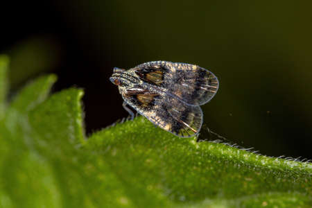 Adult Small Planthopper of the Genus Bothrioceraの写真素材