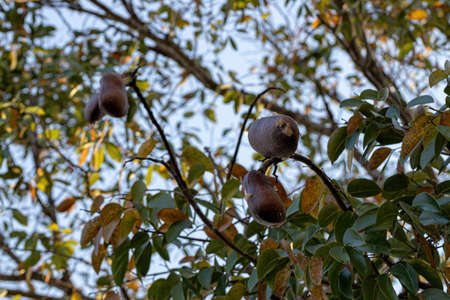 Stinkingtoe Tree with Fruits of the species Hymenaea courbaril with selective focus
