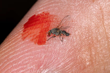 Dead Adult Female Black Fly of the Family Simuliidae on human skin with bloodの写真素材