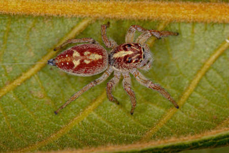 Adult Female Jumping Spider of the Genus Frigga