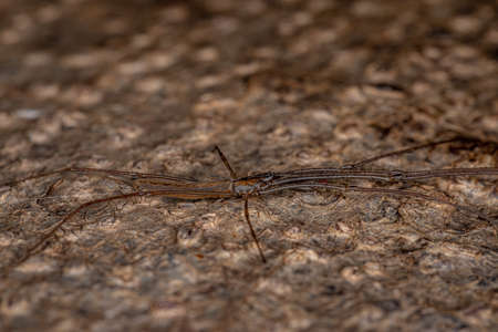 Long-jawed Orbweaver Spider of the Genus Tetragnatha