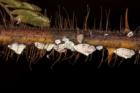 White Scale Insects of the Superfamily Coccoidea in a plantの写真素材