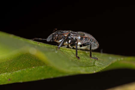 Stink bug nymph of the family pentatomidae that mimics cephalotes tortoise ants