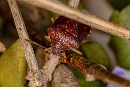 Adult Stink bug of the family pentatomidae