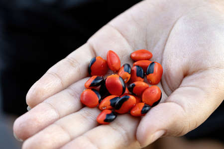 Ormosia red seeds in hand with selective focusの写真素材