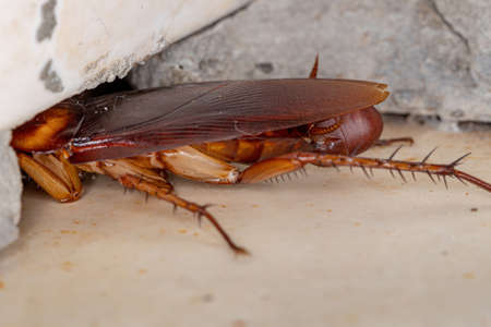 Adult American Cockroach of the species Periplaneta americana laying eggs