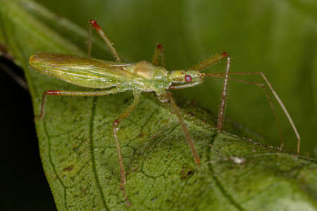 Adult Assassin Bug of the Tribe Harpactorini