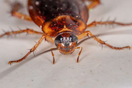 Adult American Cockroach of the species Periplaneta americana