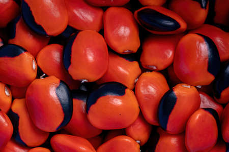 Add red seeds from the Ormosia tree
