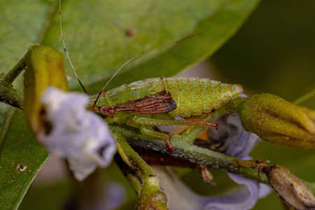 Typical Leafhopper Nymph of the Tribe Gyponini