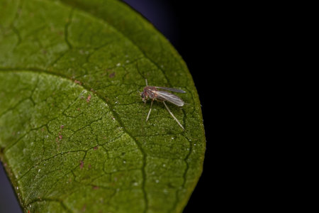 Small Adult Nematoceran Fly of the Suborder Nematocera
