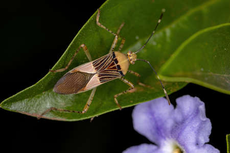 Adult Leaf-footed Bug of the Genus Hypselonotus