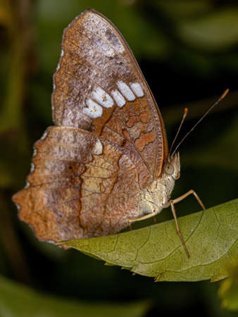 Female Adult Red Peacock Butterfly of the species Anartia amathea