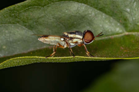 Small Adult Soldier Fly of the Subfamily Stratiomyinae on a leaf