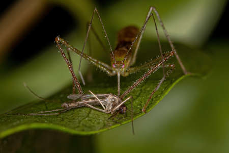 Adult Assassin Bug of the Tribe Harpactorini preying on a Adult Culicine Mosquito of the Genus Culex