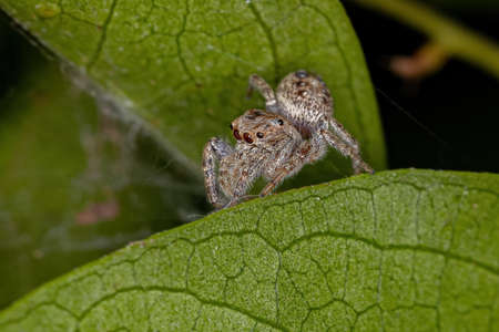 Small Male Jumping Spider of the Subtribe Dendryphantina