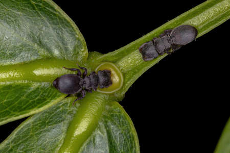 Small Adult Black Turtle Ants of the Genus Cephalotes eating on the extrafloral nectary of a plantの写真素材