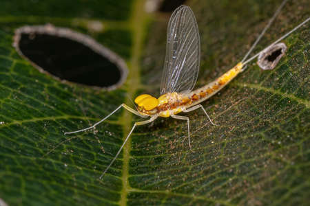 Adult Male Small Mayfly of the Family Baetidaeの写真素材