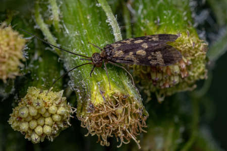 Adult Caddisfly Insect of the Order Trichoptera