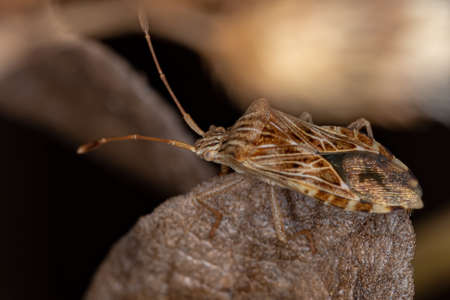 Adult Leaf-footed Bug of the Genus Cebrenis