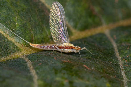 Adult Female Small Mayfly of the Family Baetidaeの写真素材