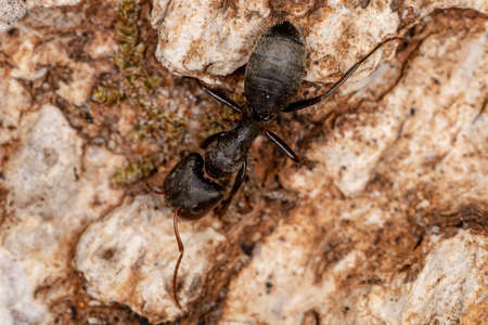 Adult Carpenter Ant of the genus Camponotusの写真素材