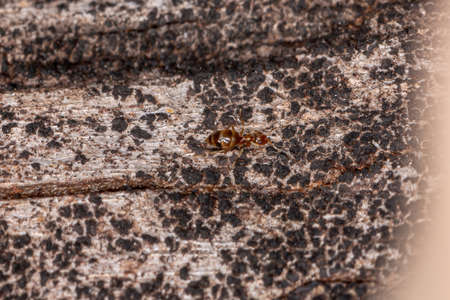 Small Adult Rover Ant of the Genus Brachymyrmex