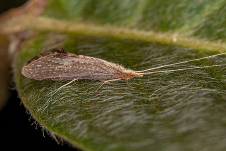 Adult Caddisfly Insect of the Order Trichopteraの写真素材