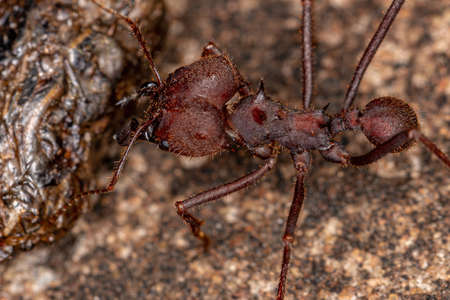 Atta Leaf-cutter Ant of the Genus Attaの写真素材