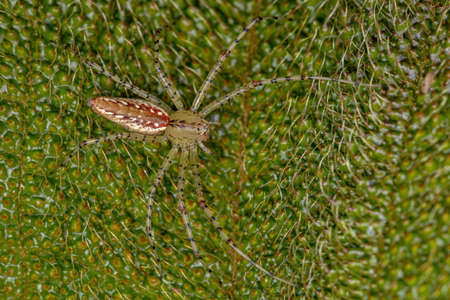 Small Lynx Spider of the Species Peucetia flava