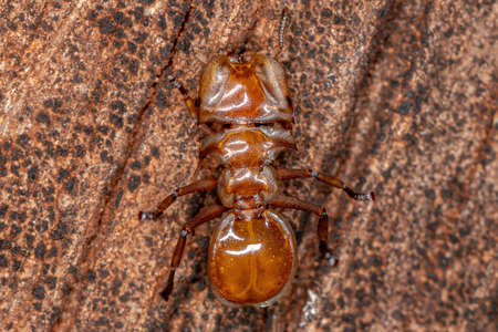 Adult Yellow Turtle Ant of the Genus Cephalotes