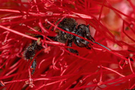 Adult Stingless Bee of the Genus Trigona in a bottle brush red flowerの写真素材