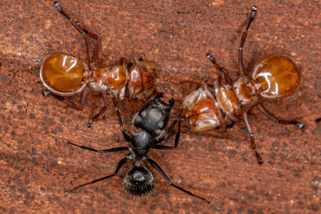 Interaction between tortoise ants of the cephalotes genus and carpenter ant of the camponotus genus with selective focus on tortoise antの写真素材